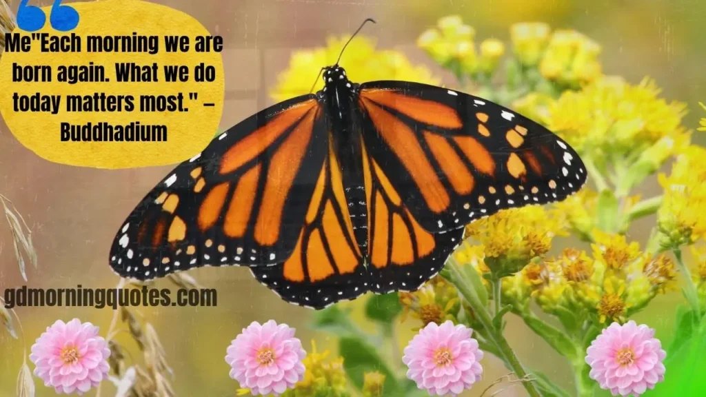 105 Good Morning Nature Quotes to Start Your Day with Peace and Inspiration