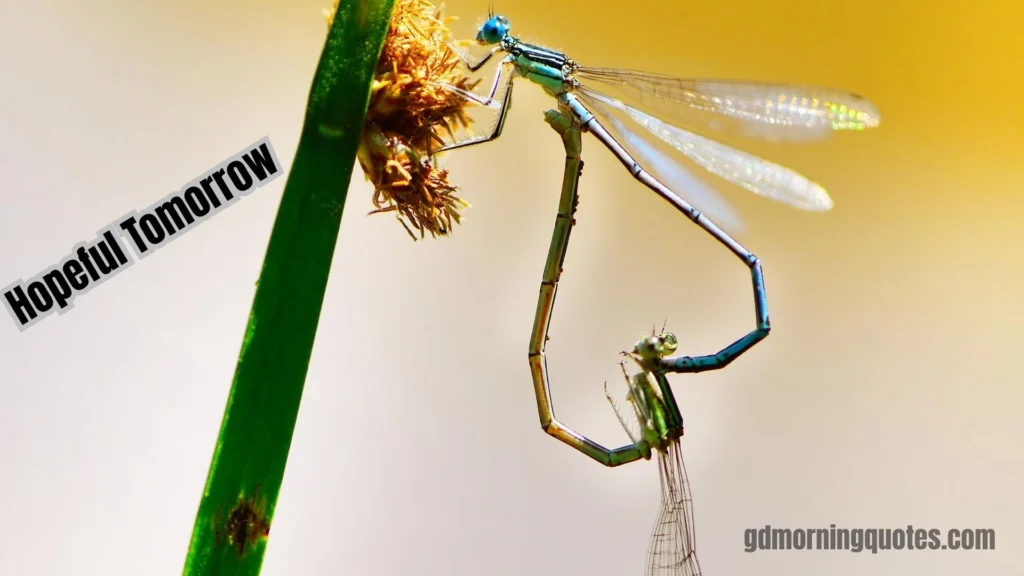 70 Sweet & Subtle Good Morning Poems for Your Crush to Win Their Heart