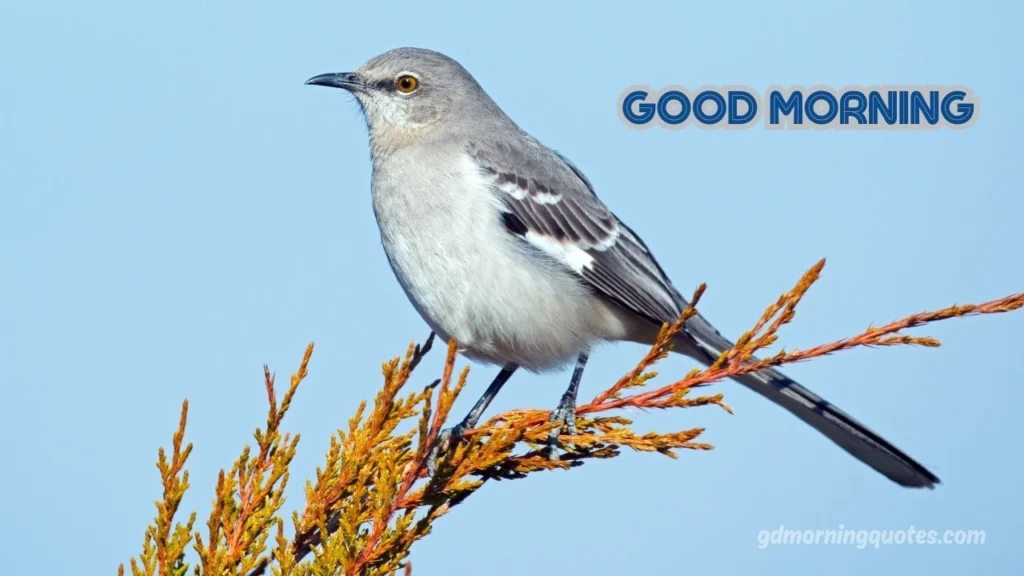 Beautiful Good Morning Messages with Images for Family