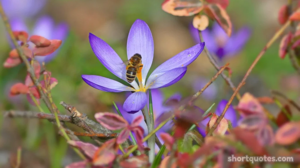 Good Morning Blessings Images with Prayers and Bible Verses