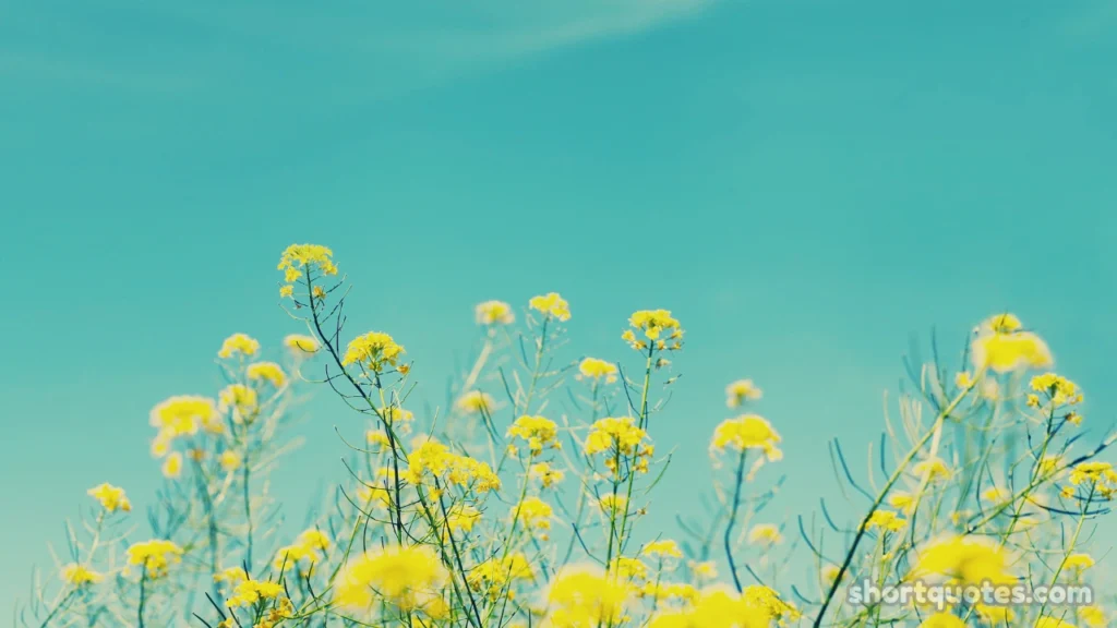 Good Morning Blessings Images for Family, Friends and Loved Ones